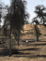 Oryx leucoryx