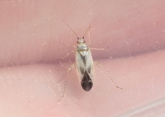 Plagiognathus albatus