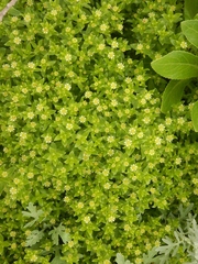 Honckenya peploides major