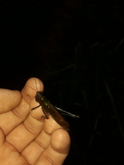 Maculiparia rotundata