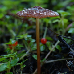 Marasmius atrocastaneus