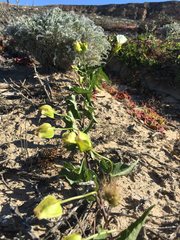 Calystegia macrostegia amplissima