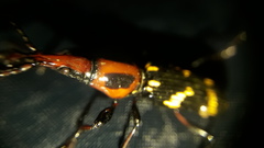 Arrhenodini