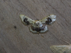 Idaea macrospila