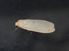 Danielithosia immaculata