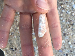 Haliotis coccoradiata