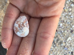 Haliotis coccoradiata