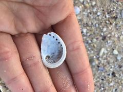 Haliotis coccoradiata