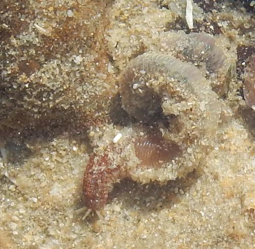 Lysidice natalensis