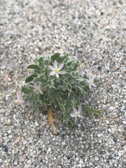 Loeseliastrum schottii