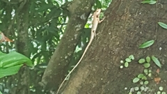 Calotes versicolor