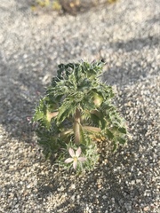 Loeseliastrum schottii