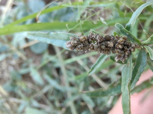 Image of Amaranthus muricatus by no rights reserved