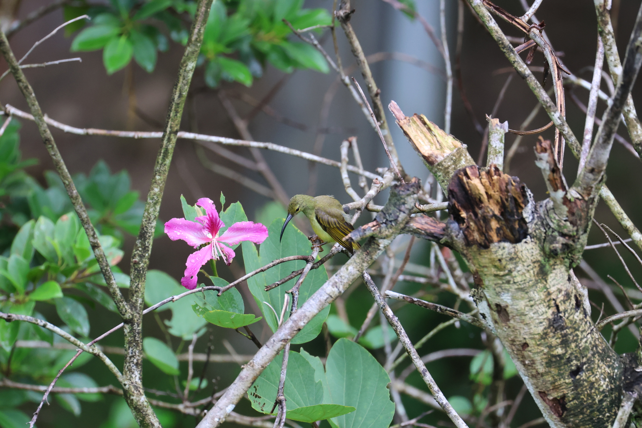 Thick-billed Spiderhunter (Arachnothera crassirostris), photo 9