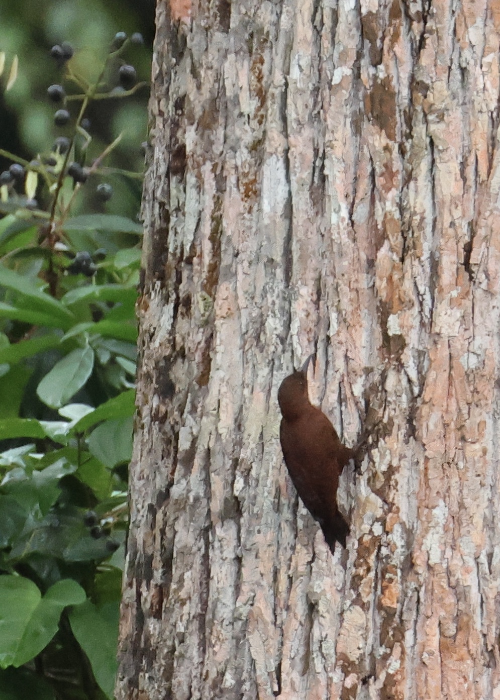 Rufous Woodpecker