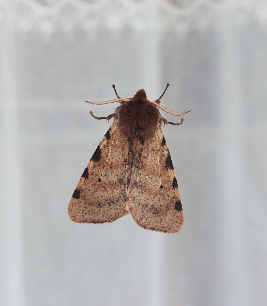 Canararctia rufescens