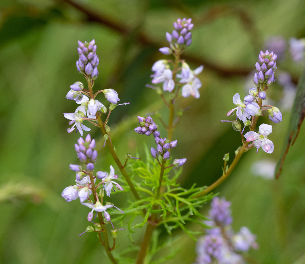 Vic Speedwell Snow Speedwell from Marysville VIC 3779, Australia on December 2, 2023 ...