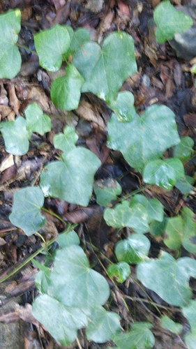 Hedera canariensis