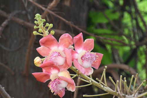 Cannonball Tree