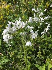 Allium neapolitanum