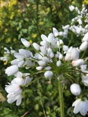 Allium neapolitanum