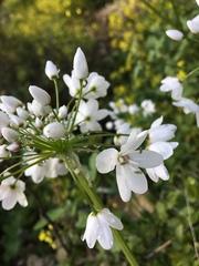 Allium neapolitanum