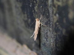 Pyroderces