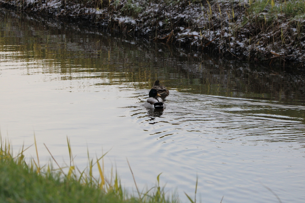 Mallard from Anna Paulowna, Netherlands on December 3, 2023 at 01:12 PM ...