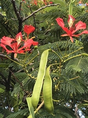 Delonix regia