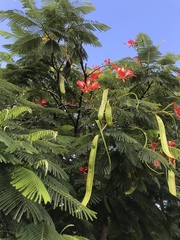 Delonix regia