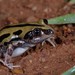 Senegal Running Frog - Photo (c) Joubert Heymans, some rights reserved (CC BY-NC-ND), uploaded by Joubert Heymans