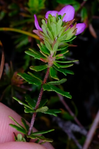 Image of Bauera capitata by (c) Peter Crowcroft, some rights reserved (CC BY)
