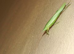 Euconocephalus nasutus