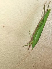 Euconocephalus nasutus