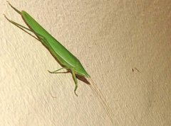 Euconocephalus nasutus