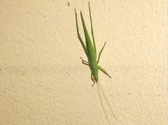 Euconocephalus nasutus