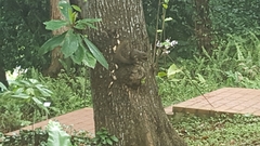 Callosciurus notatus