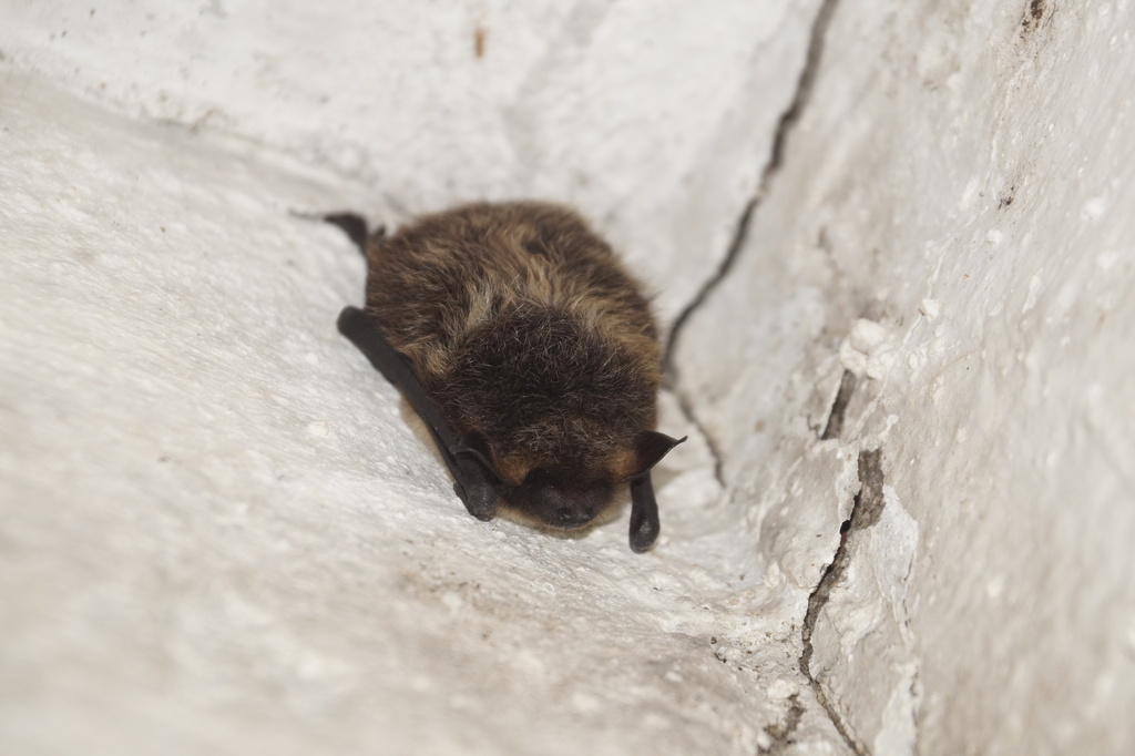 Northern Bat In December 2023 By Stepdi INaturalist   Large 