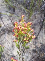 Erica maritima