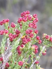 Erica maritima