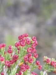 Erica maritima