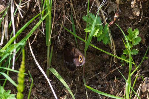 Erebia cyclopius