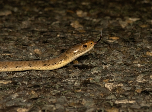 Rough-scaled Snake sighting