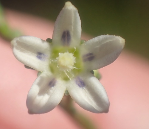 Image of Wahlenbergia androsacea by (c) Nicola van Berkel, some rights reserved (CC BY-SA)