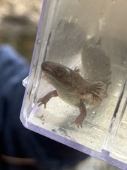 Lesser Siren photo 3