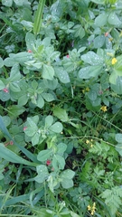 Lotus tetragonolobus