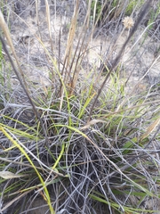 Geochloa rufa