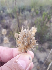 Geochloa rufa