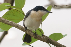 Restless Flycatcher photo 4