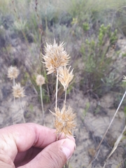 Geochloa rufa